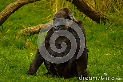 Gorilla at London Zoo Stock Photo