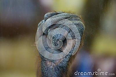 Gorilla monkey ape fist palm close-up fingers touching glass zoo Stock Photo