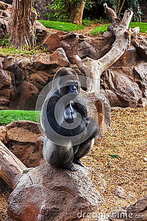 Gorilla monkey in park at Tenerife Canary Stock Photo