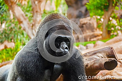 Gorilla monkey in park at Tenerife Canary Stock Photo