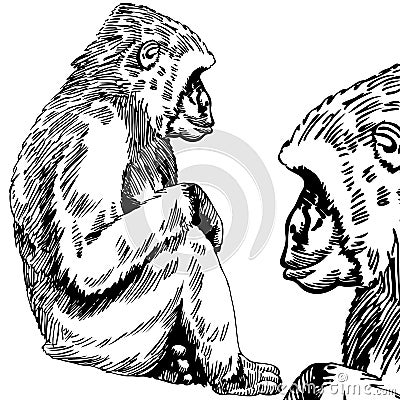 Gorilla / Monkey Sketch - black and white Vector Illustration