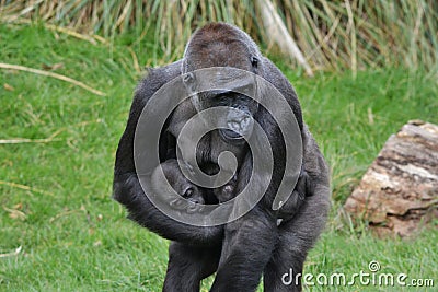 Gorilla mother babies Stock Photo