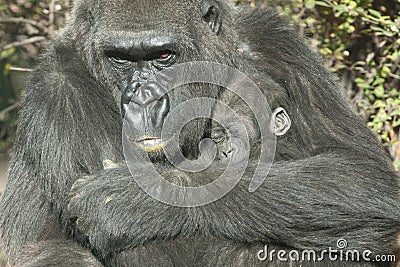 Gorilla Mother and the baby Stock Photo