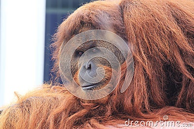 Gorilla mother and baby Stock Photo