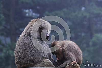 Gorilla mother and baby Stock Photo