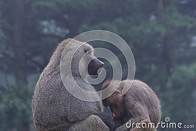 Gorilla mother and baby Stock Photo