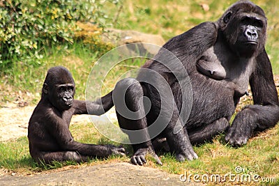 Gorilla mother and baby relaxing Stock Photo