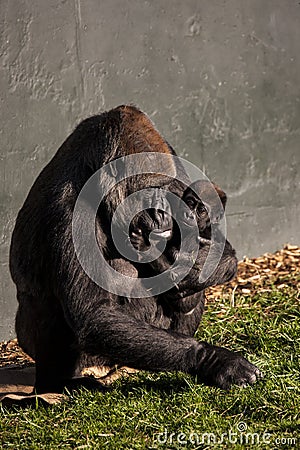 Gorilla Mother and Baby Stock Photo