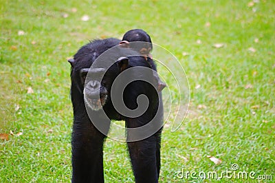 Gorilla mother carrying a child Stock Photo