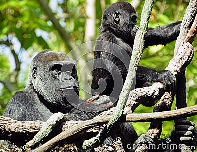 Gorilla mother and child Stock Photo