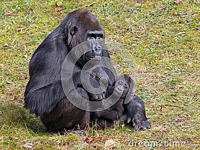 A gorilla mother with child Stock Photo