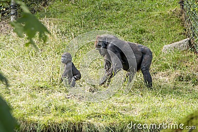 A gorilla mother with her baby Stock Photo