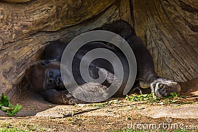 Gorilla Nap Stock Photo