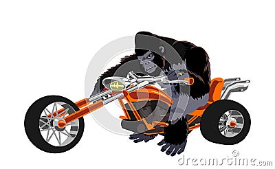 Gorilla on orange bike Vector Illustration