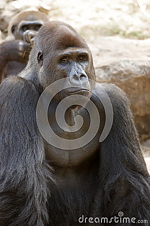 Gorilla Stock Photo