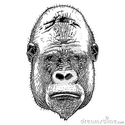 Gorilla portrait. Detailed hand drawn style. Vector Illustration