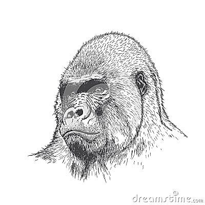 Gorilla portrait Vector Illustration