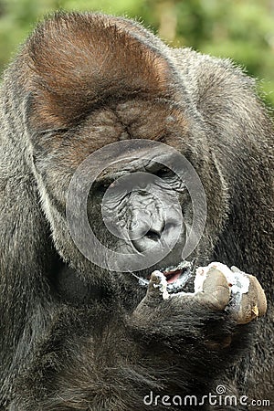 gorilla portrait in nature Stock Photo