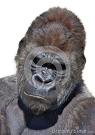 Gorilla portrait in vertical Stock Photo