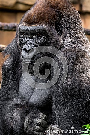 Gorilla primate Stock Photo