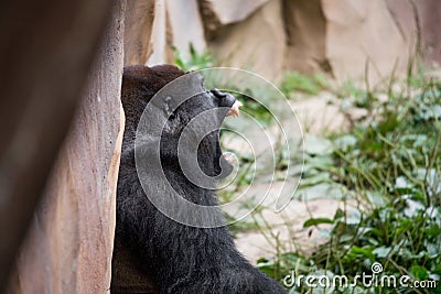 Gorilla primate Stock Photo