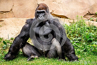 Gorilla primate Stock Photo