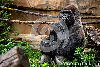 Gorilla primate close-up in natural habitat Stock Photo