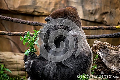 Gorilla primate sniffing plant Stock Photo