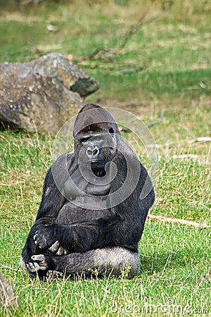 Gorilla silverback relaxing Stock Photo