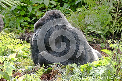 Gorilla Silverback resting Stock Photo