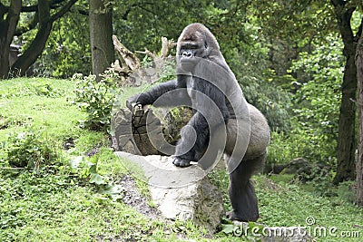 Gorilla silverback Stock Photo
