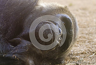 A Gorilla Stares as it Lies on the Ground Stock Photo