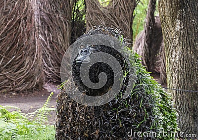 Gorilla topiary on display at the Fort Worth Botanic Garden, Texas. Editorial Stock Photo