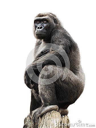 Gorilla on tree trunk, isolated Stock Photo