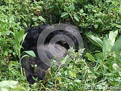 Gorilla Trek Stock Photo