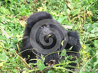 Gorilla Trek Stock Photo