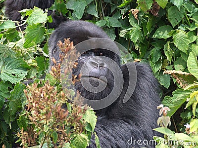 Gorilla Trek Stock Photo