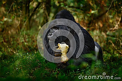 Gorilla - wildlife forest portrait. Uganda mountain gorilla with food. Detail head primate portrait with beautiful eyes. Wildlife Stock Photo