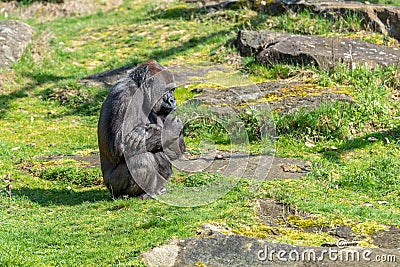 Gorilla woman is waiting for her to eat Stock Photo