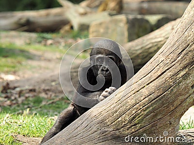 Gorilla youngster Stock Photo