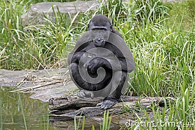 Gorilla youngster sitting by water Stock Photo