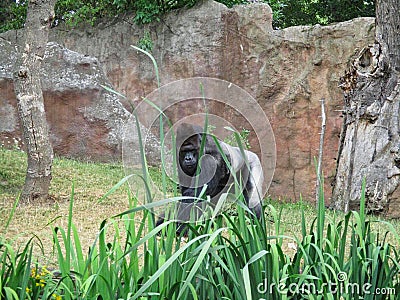 a gorilla in the zoo Stock Photo