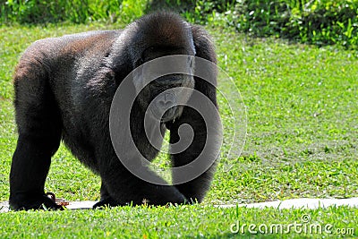 Gorilla In a Zoo Stock Photo