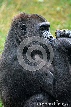 Gorilla Stock Photo