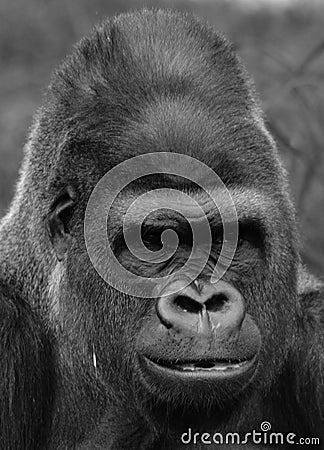 Gorillas are ground-dwelling, predominantly herbivorous apes Stock Photo