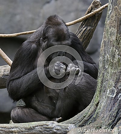 Gorillas Socializing Stock Photo