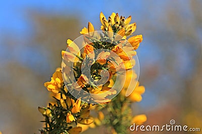 Gorse bush Stock Photo