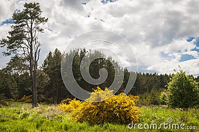 The Gorse bush,Ulex. Stock Photo