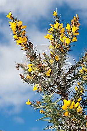 Gorse Flowers Stock Photo