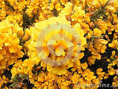 Gorse Flowers. Stock Photo